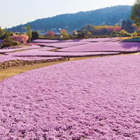 芝桜